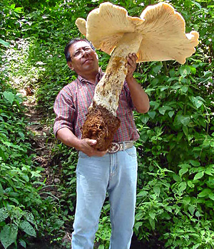 World News on World   S Biggest Mushroom    The Crazy News Blog